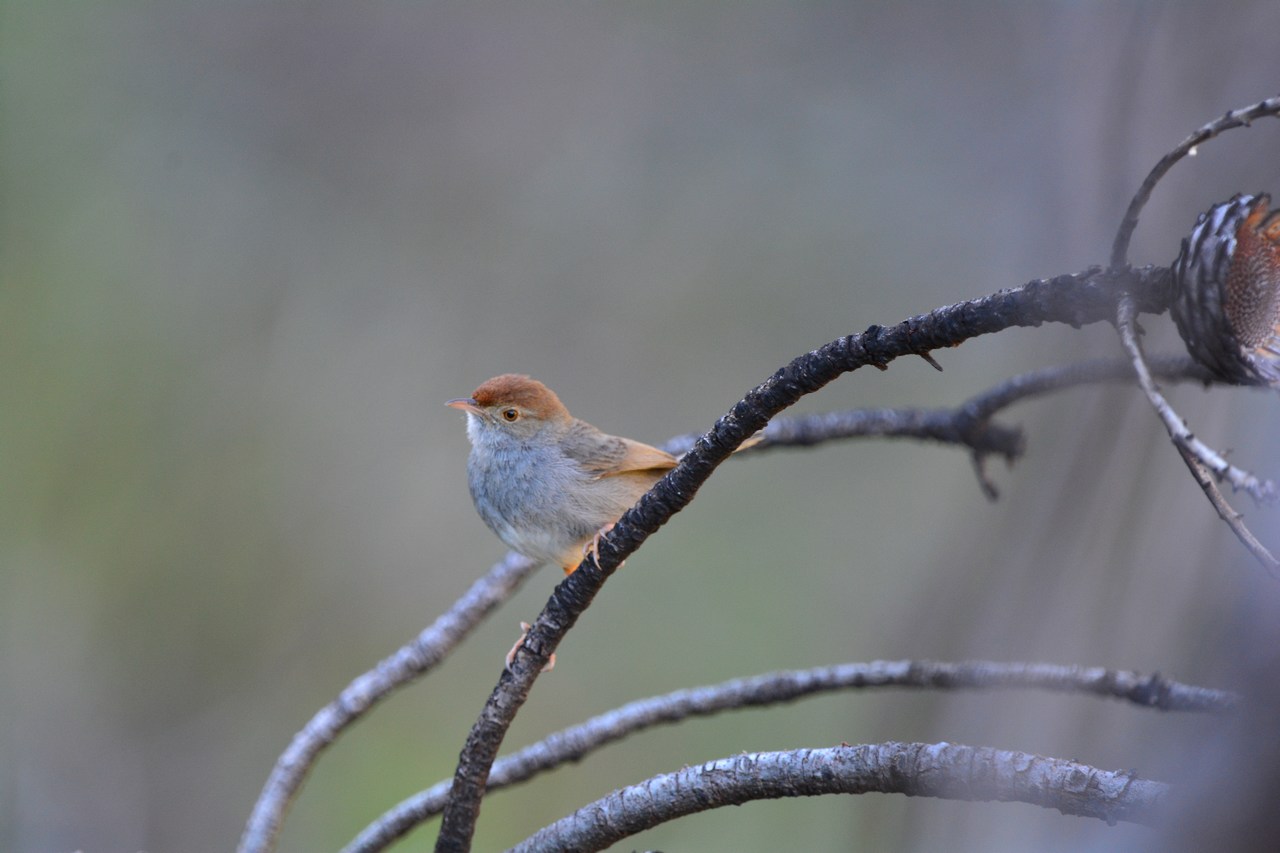 Cisticola fulvicapilla Cisticola fulvicapilla